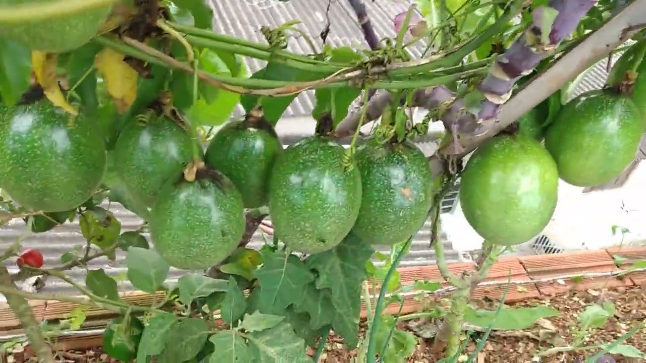 A grande safra de maracujá da horta em cima da laje🍈