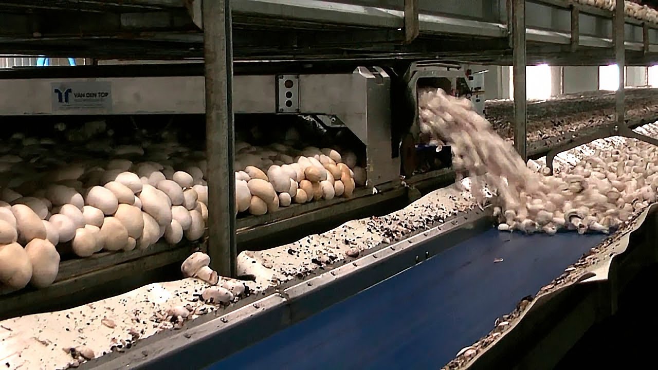THIS IS HOW THEY GROW CHAMPIGNONS IN HOLLAND