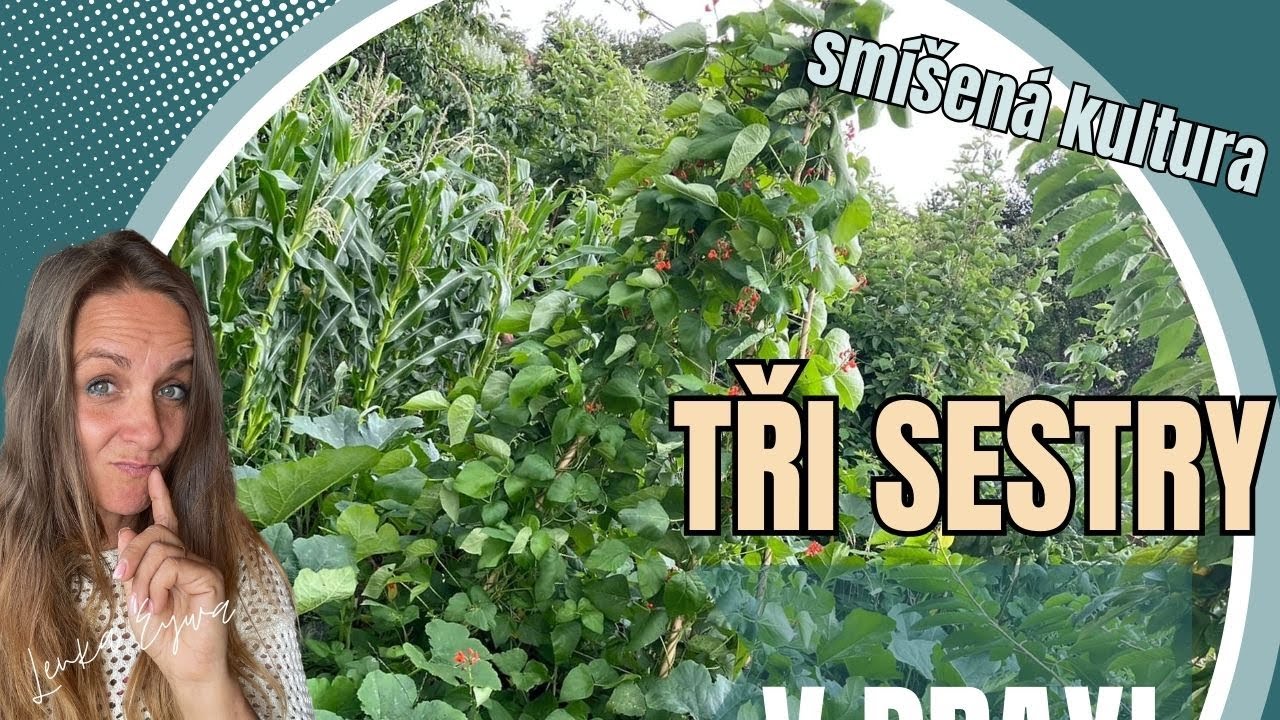 Tři sestry - smíšená kultura v praxi