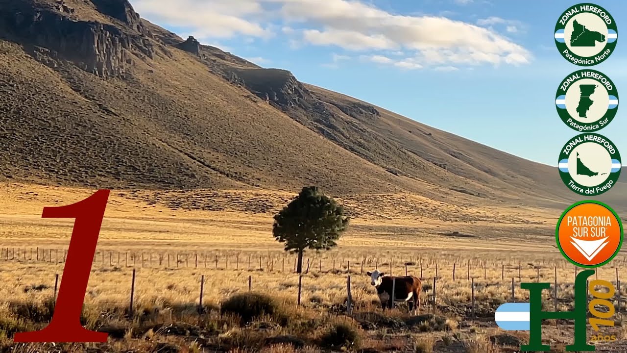 Gira Hereford Patagónica 2024 ( Parte 1 )