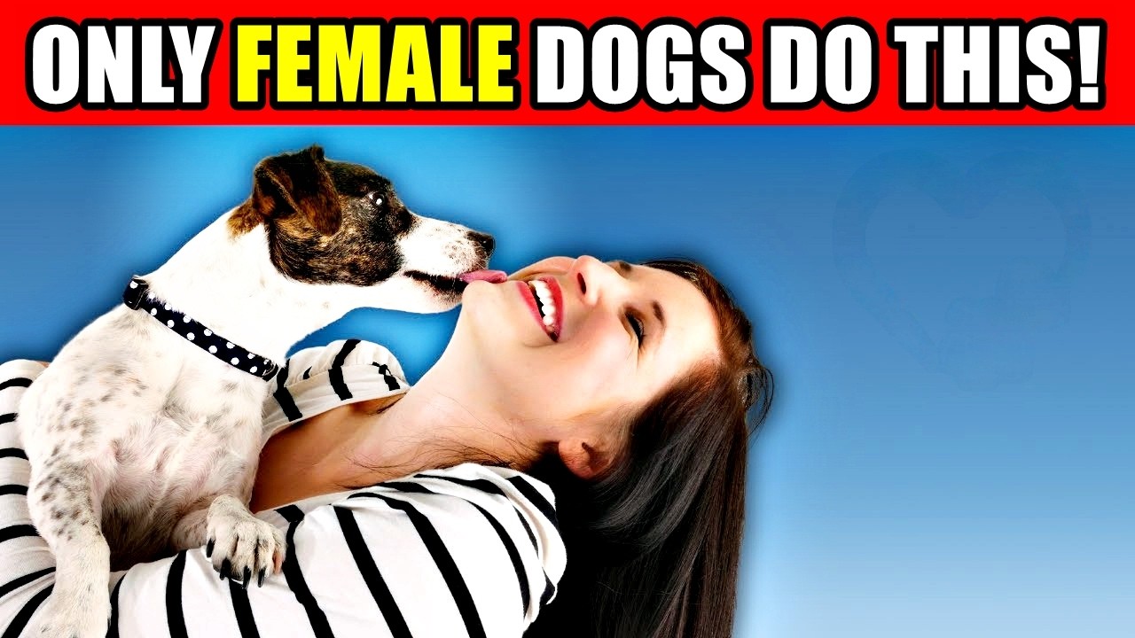 Only Female Dogs Do THIS… And The Heartwarming Reason Will Really Melt You! 🐾❤️
