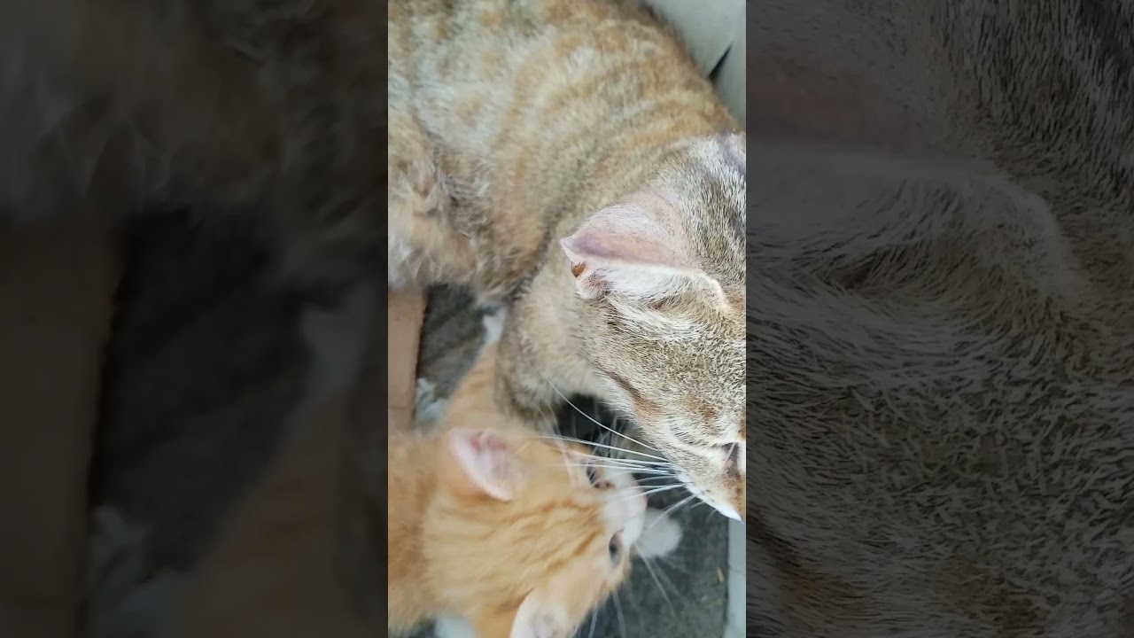 TERLENT4NG #cat  #kitten  #cats #cute