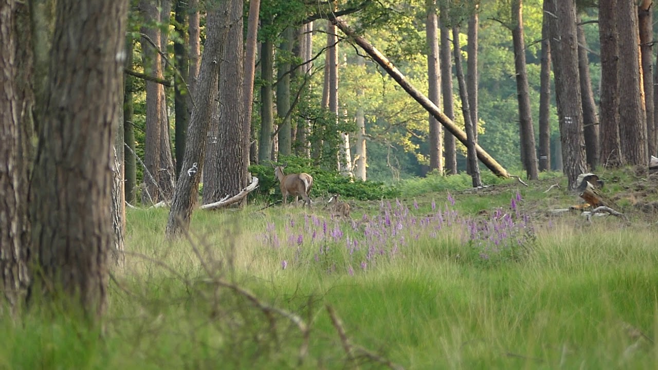 Hirschkuh mit Kalb