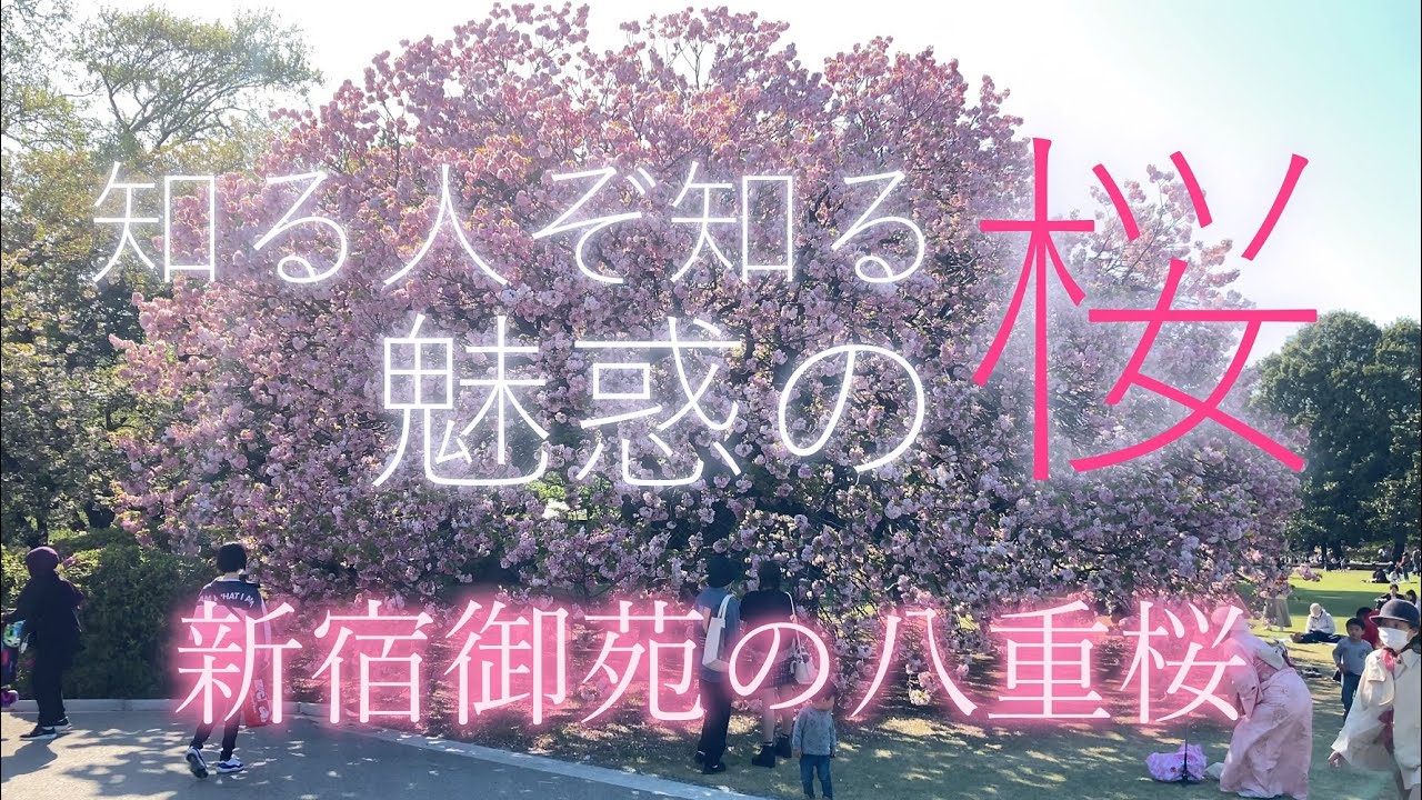 桜・新宿御苑：満開！魅惑の八重桜。知る人ぞ知る東京・新宿の絶景の桜の花見スポット・見どころを、新宿御苑・八重桜の説明とともに紹介。Shinjuku Gyoen, Tokyo, Japan