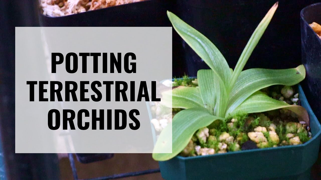Potting Terrestrial Orchids - Habenaria, Ponerorchis, Nervilia, and Corybas || ORCHID CARE