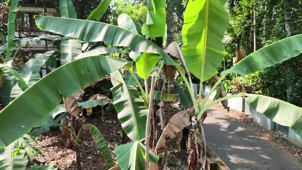 Pazhanganad