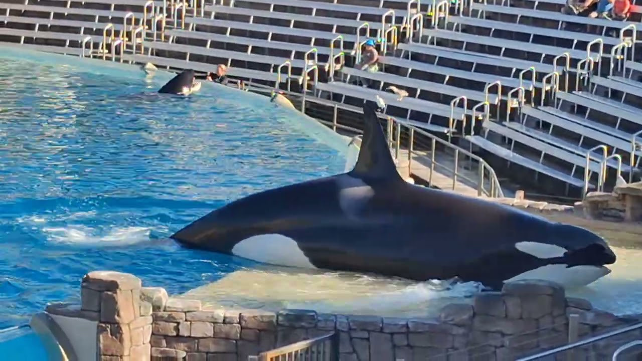 Inside Look at Seaworld San Diego!! An Orca Talk!! 1/11/26