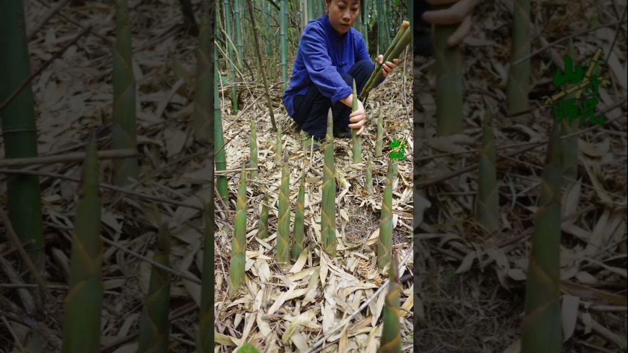 Harvesting bamboo shoots #satisfying #rurallife #farming