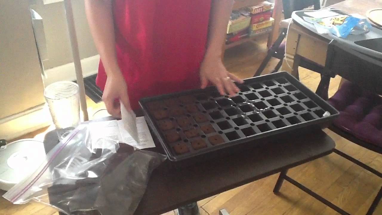 Hydroponics Update