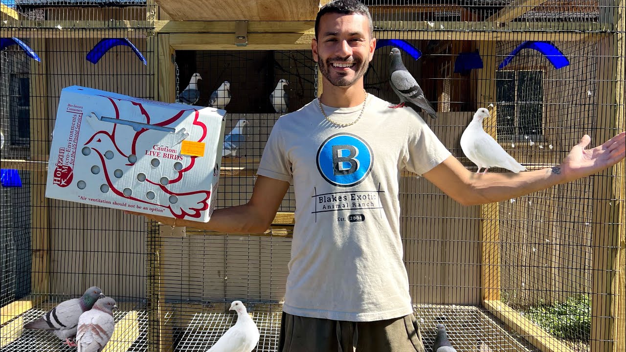NEW RACER PIGEONS ARE HERE ON THE RANCH! SUPER EXCITED!!!!