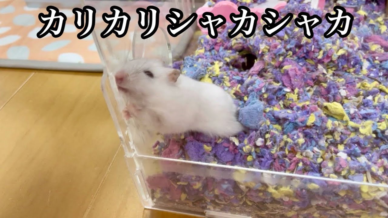 オスカルくんがシャカシャカカリカリしてる集