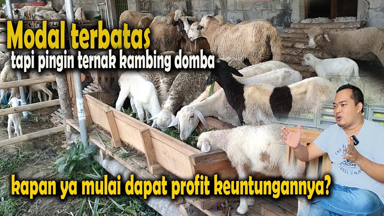 Modal terbatas, tapi pingin ternak kambing domba, kapan ya mulai dapat profit keuntungannya?