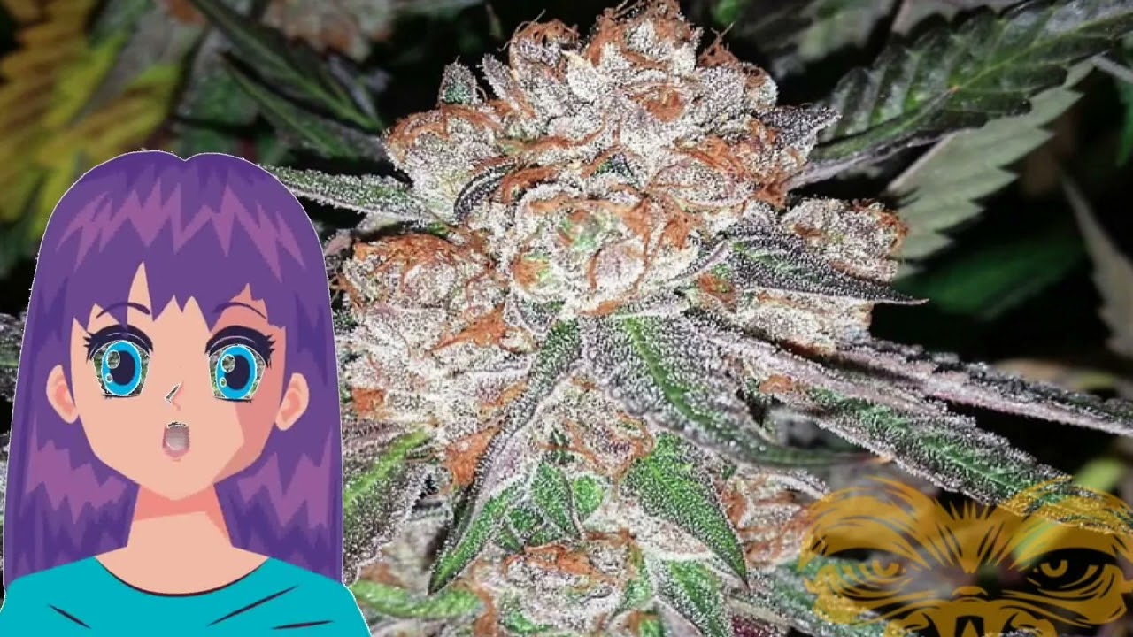 Purkle #1 &ndash; Real Gorilla Seeds