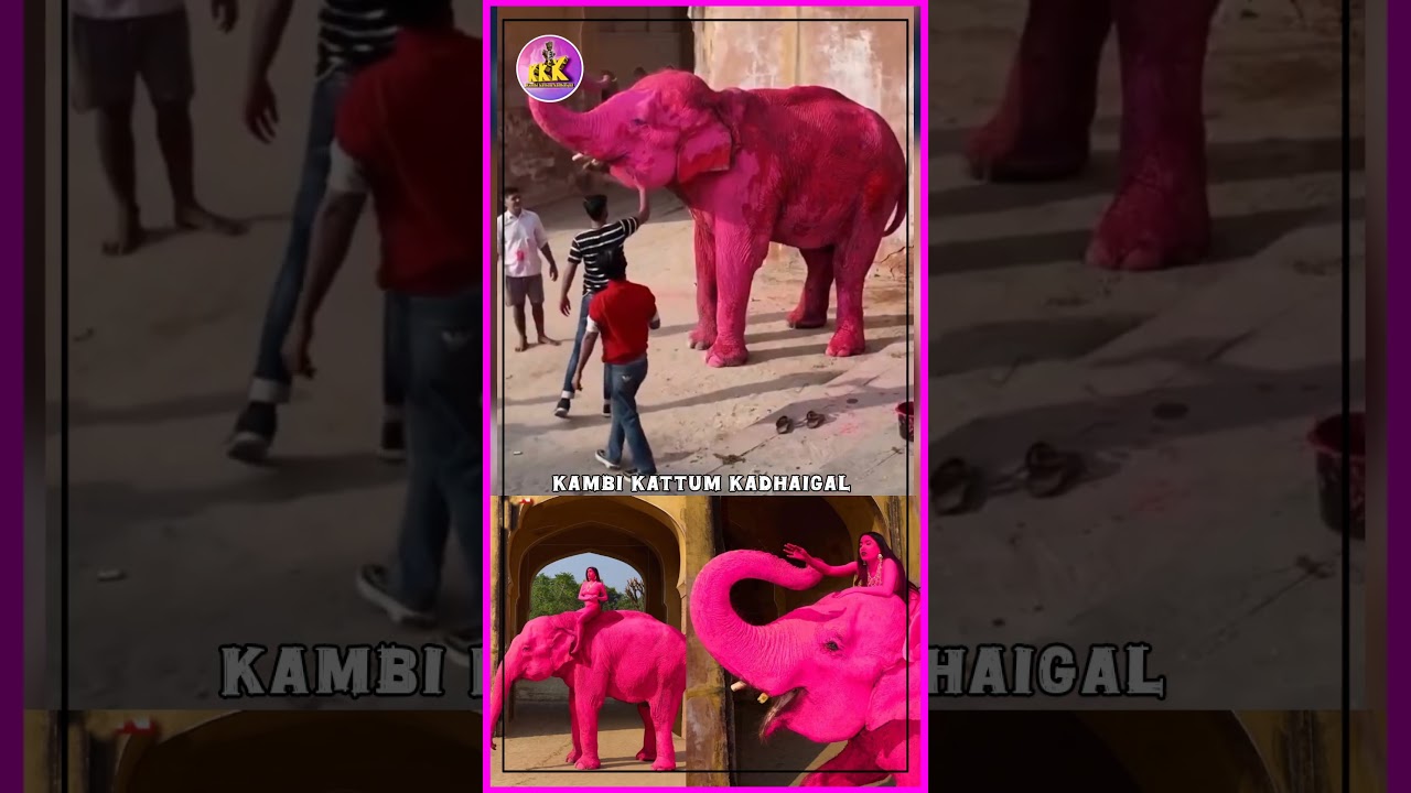 #PinkElephant Controversy - ராஜஸ்தானில் பிங்க் யானை 🫪 பேசுபொருளான சர்ச்சை🤦 #Jaipur #chanchal #stop