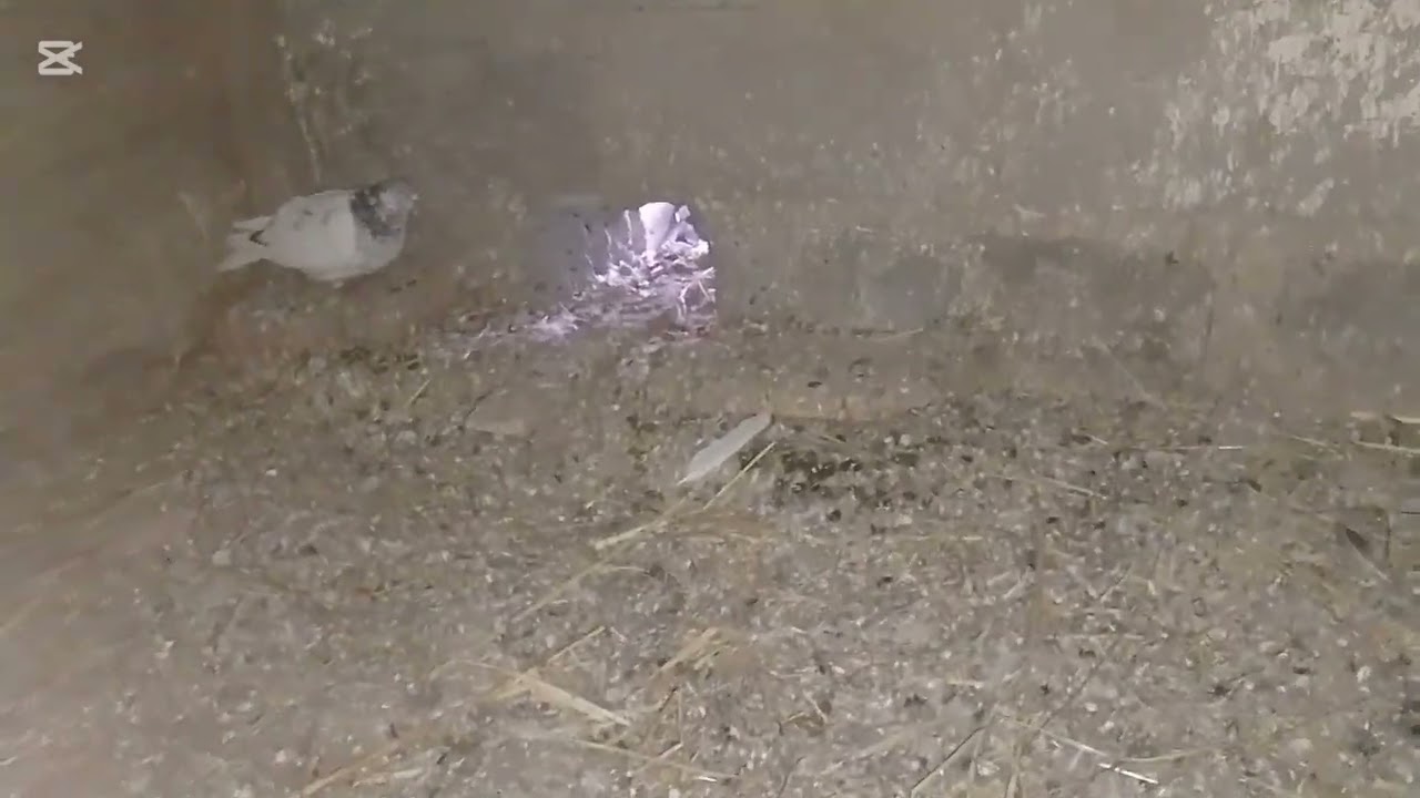 Zgubiły się gołębie we mgle !