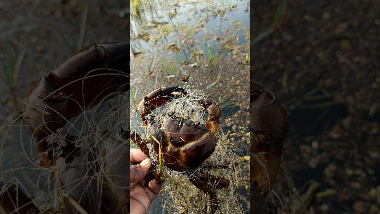 Jal me fasha kekda 😱🦀 | Unexpected Crab Catch