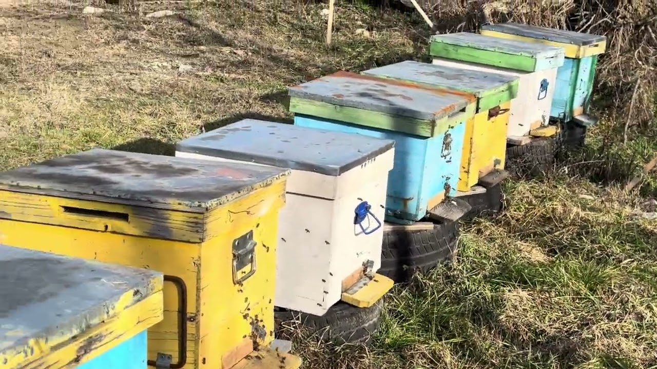 29.01.2026 Zbor curățire 🐝