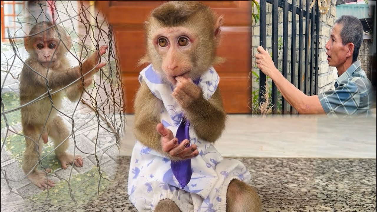Monkey Tina waits for good news from her father to rescue monkey Xuka and bring him home.