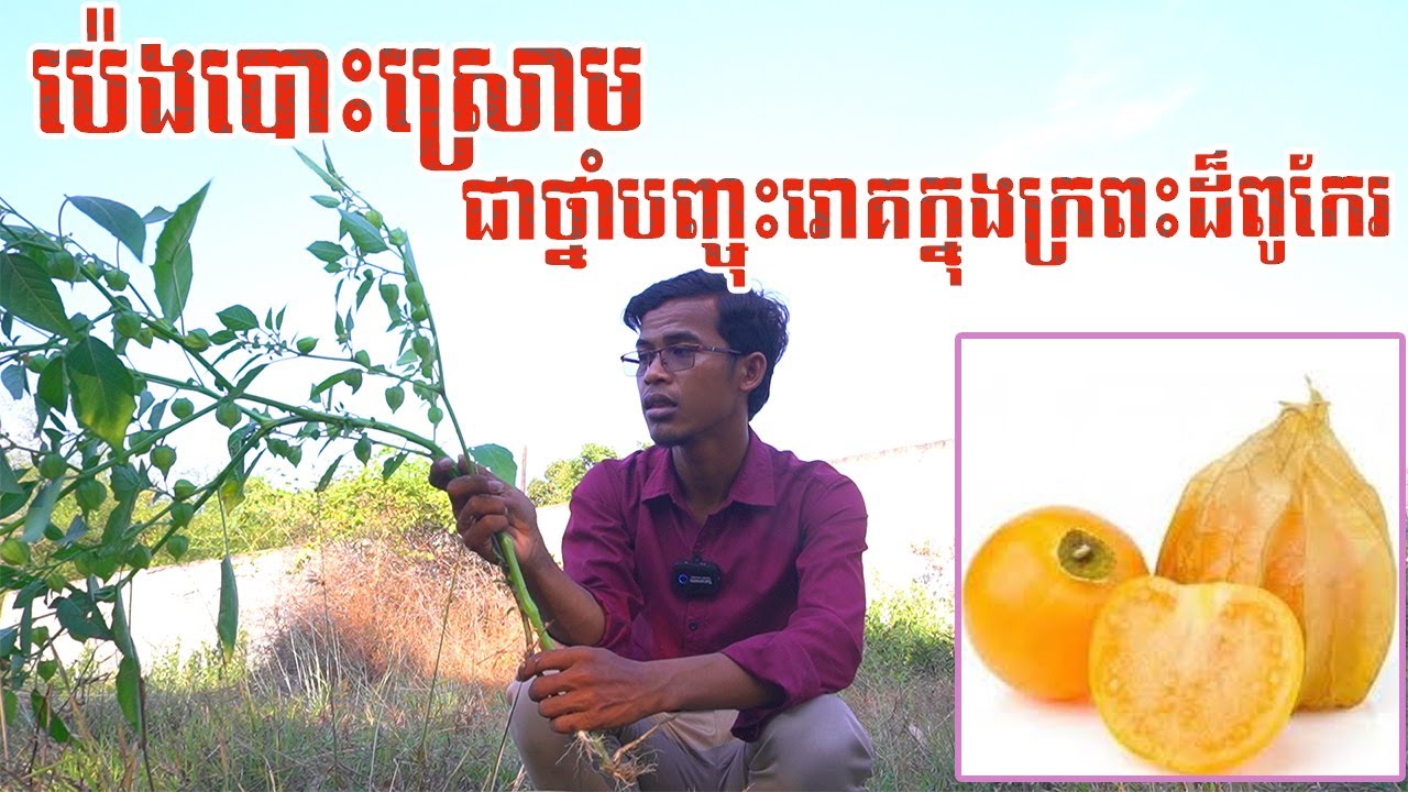 ប៉េងបោះស្រោម ជាថ្នាំបញ្ចុះរោគក្នុងក្រ​ពះដ៏ពូកែរ