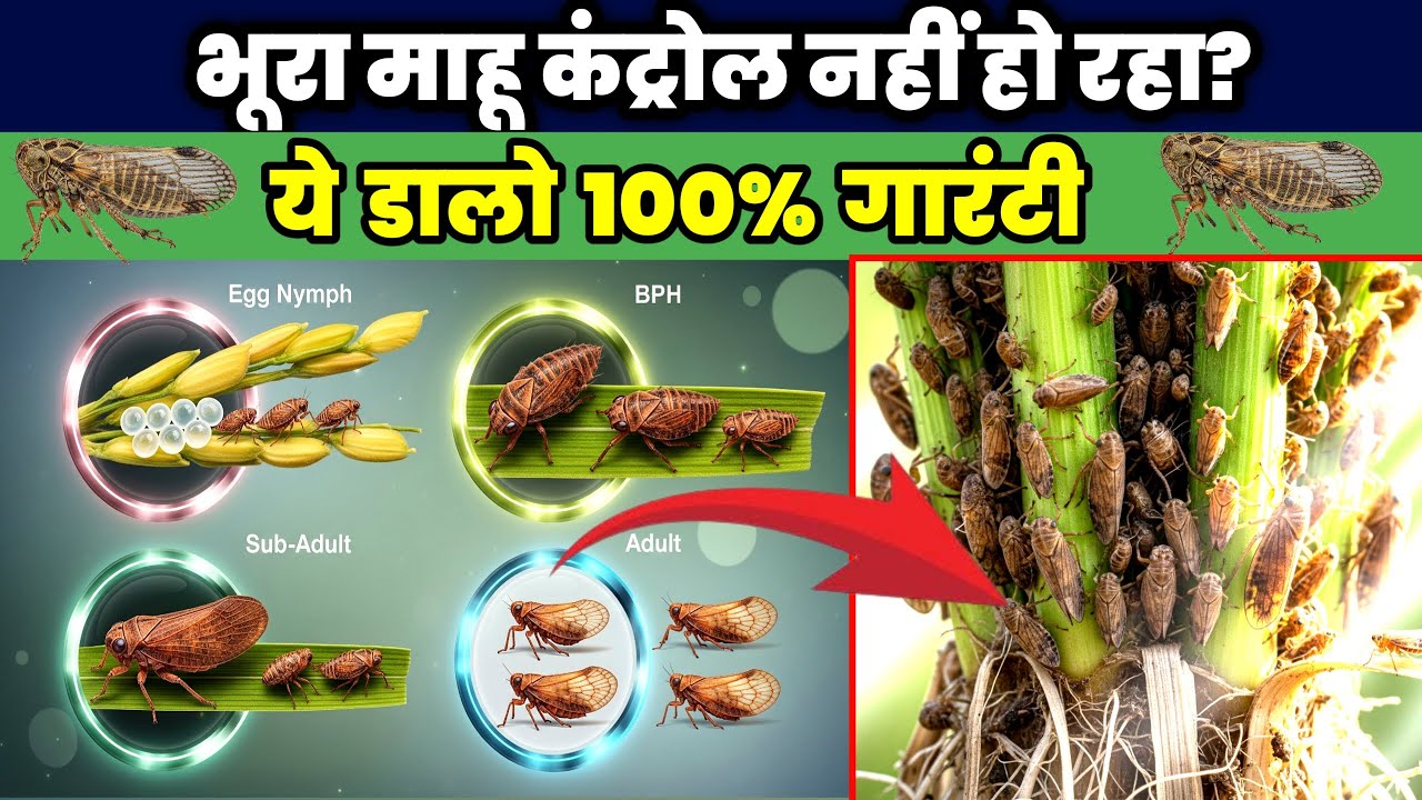 धान में भूरा माहू (BPH) का 100% पक्का इलाज | ये 4 नई दवाएं करेंगी जड़ से सफाया! | Brown Plant Hopper