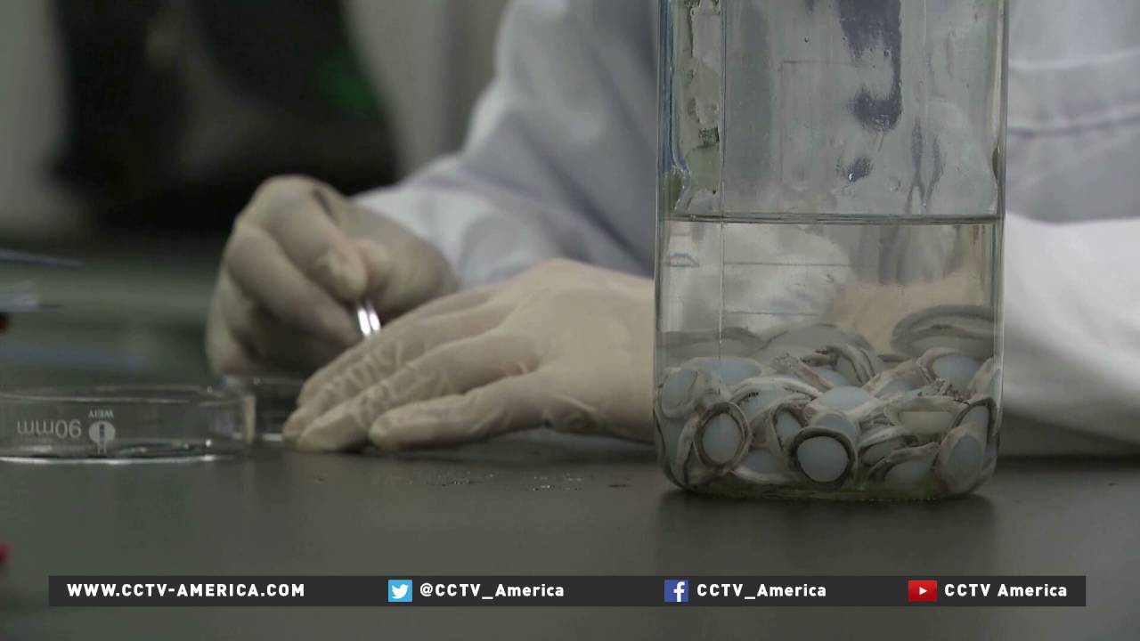 Hospital innovates bio-engineered-cornea transplants using pig tissue