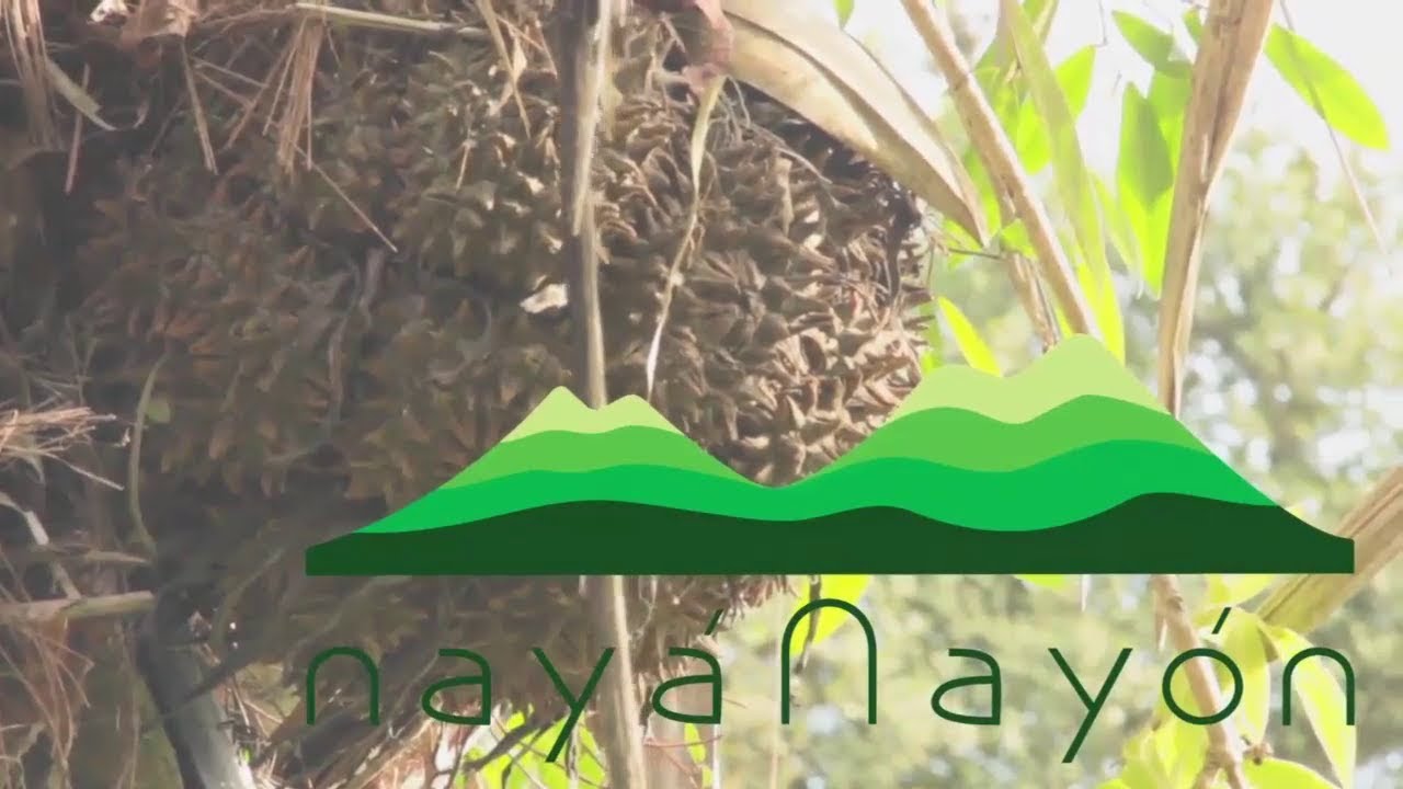Tagua la joya de palma. Documental sobre la tagua.