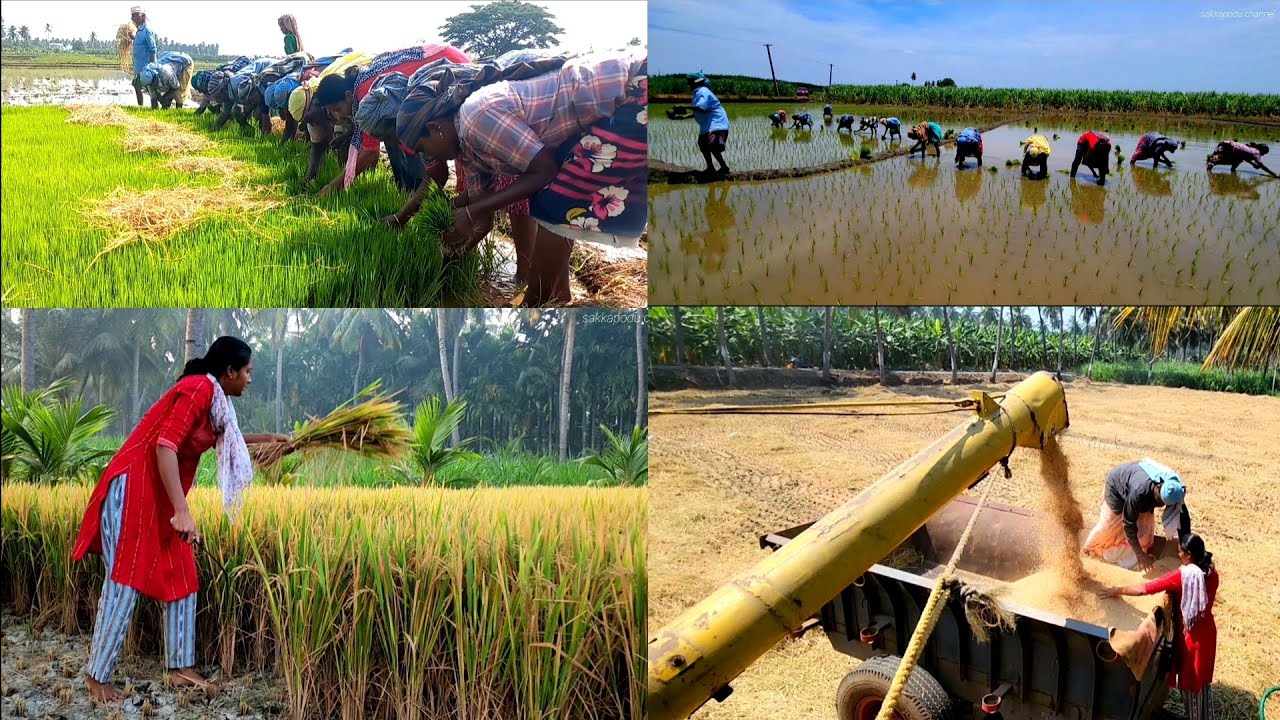 நெல்🌾அறுவடை முடிந்ததுங்க/Rice cultivation to harvesting process in our farm/villagelife/farming