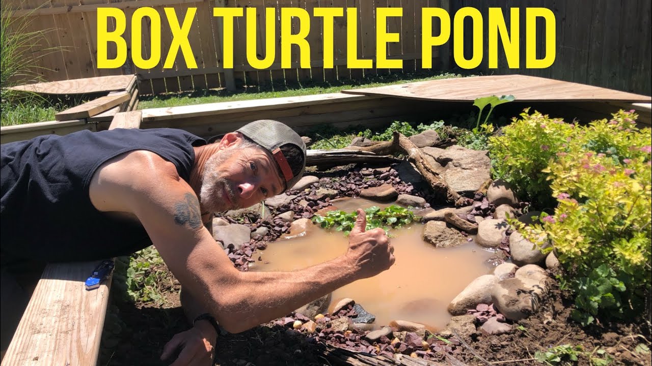 How-we built a small pond for box turtles