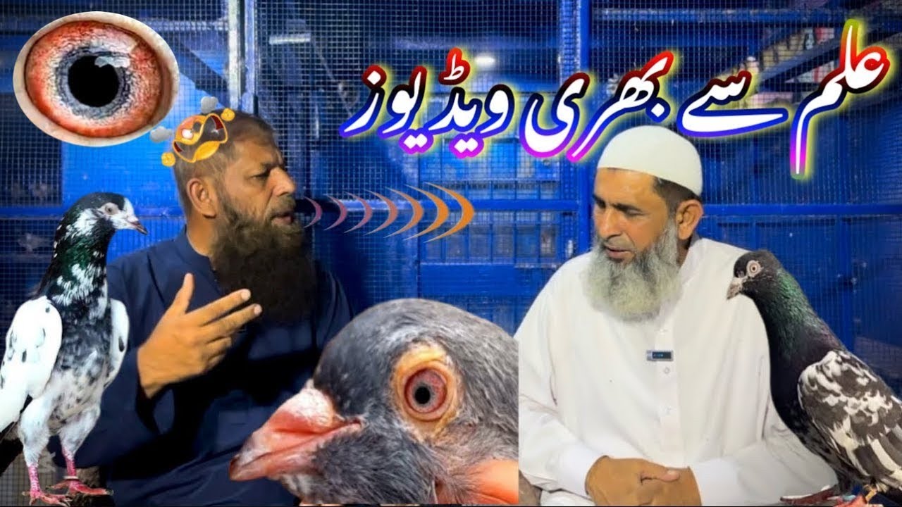 Ustad idrees ne jora lagany ka tarika bata dia || #kabutar #pigeon #amjadaliofficial 