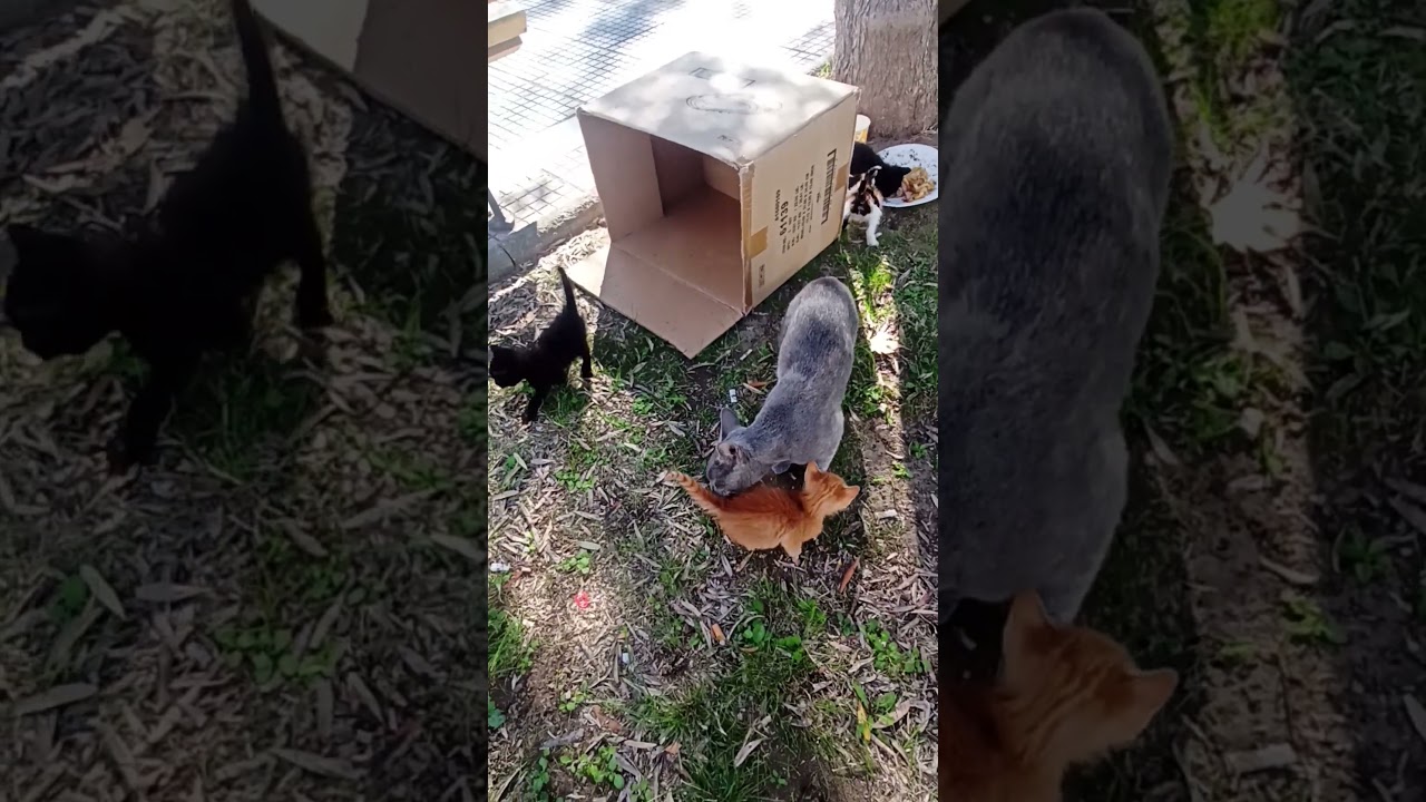 Cat Mom with Kittens | Paralia Katerini Greece
