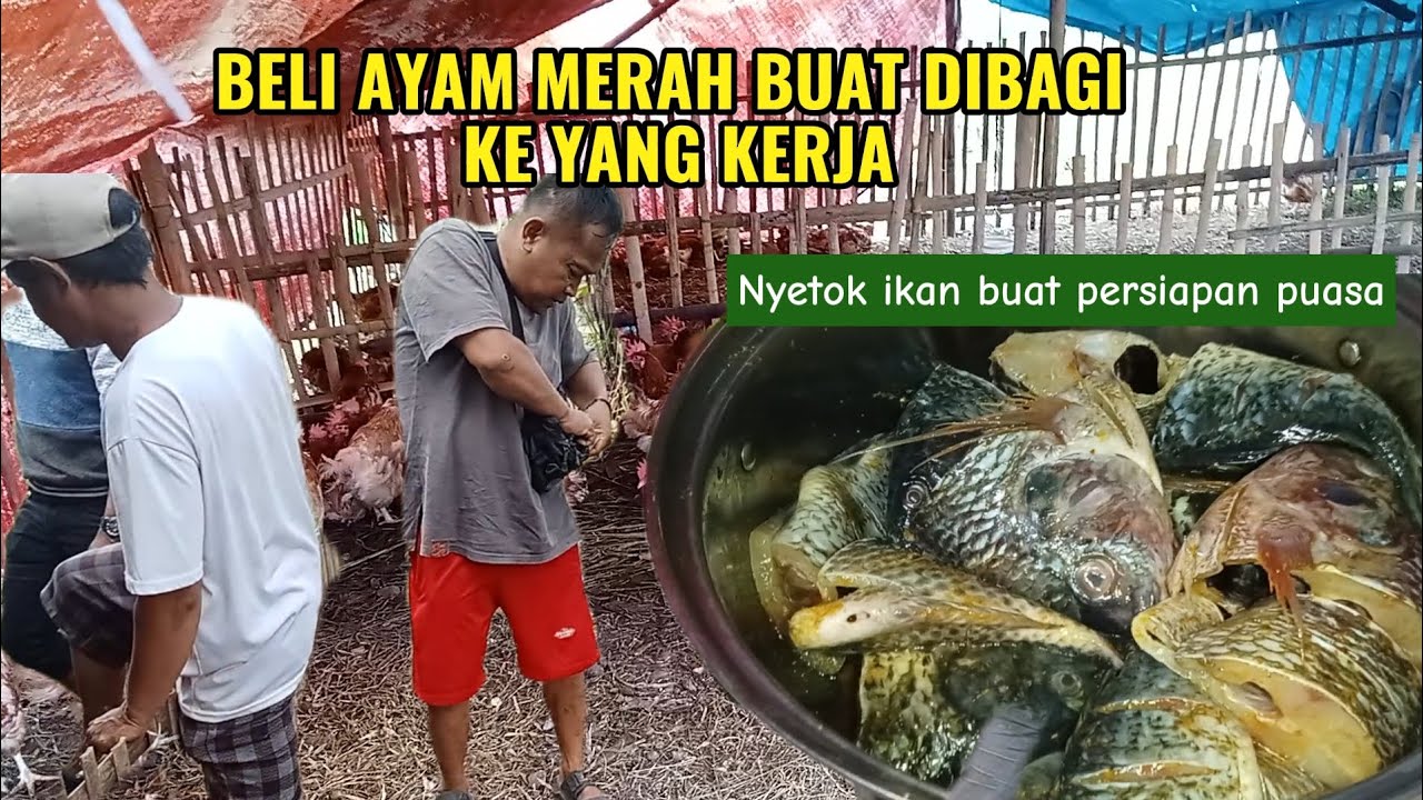 PERSIAPAN PUASA PERTAMA ‼️ BELI AYAM MERAH BUAT YANG KERJA, LANJUT PULANGNYA BELI IKAN.