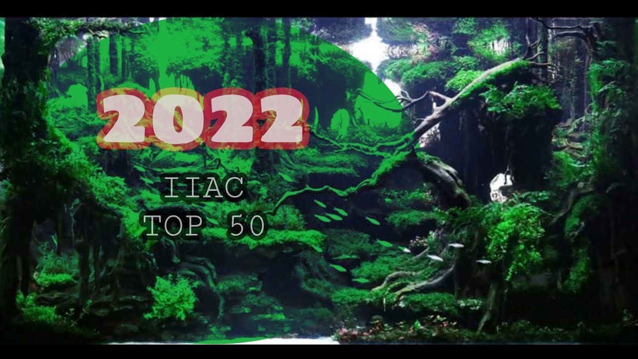 IIAC 2022 | TOP 50 | ISTA Internasional Aquascaping Contest 2022