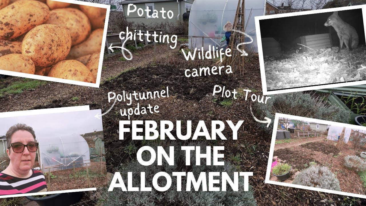 Allotment and Polytunnel Update, Chitting Potatoes & Wildlife Camera
