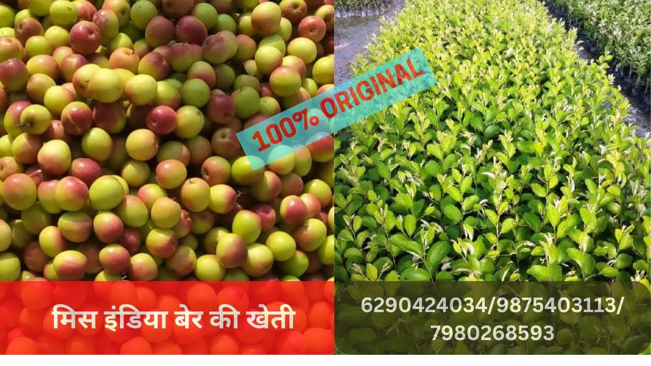 मिस इंडिया बेर की खेती बहत फायदेमंद होता हे/  Miss India Ber farming