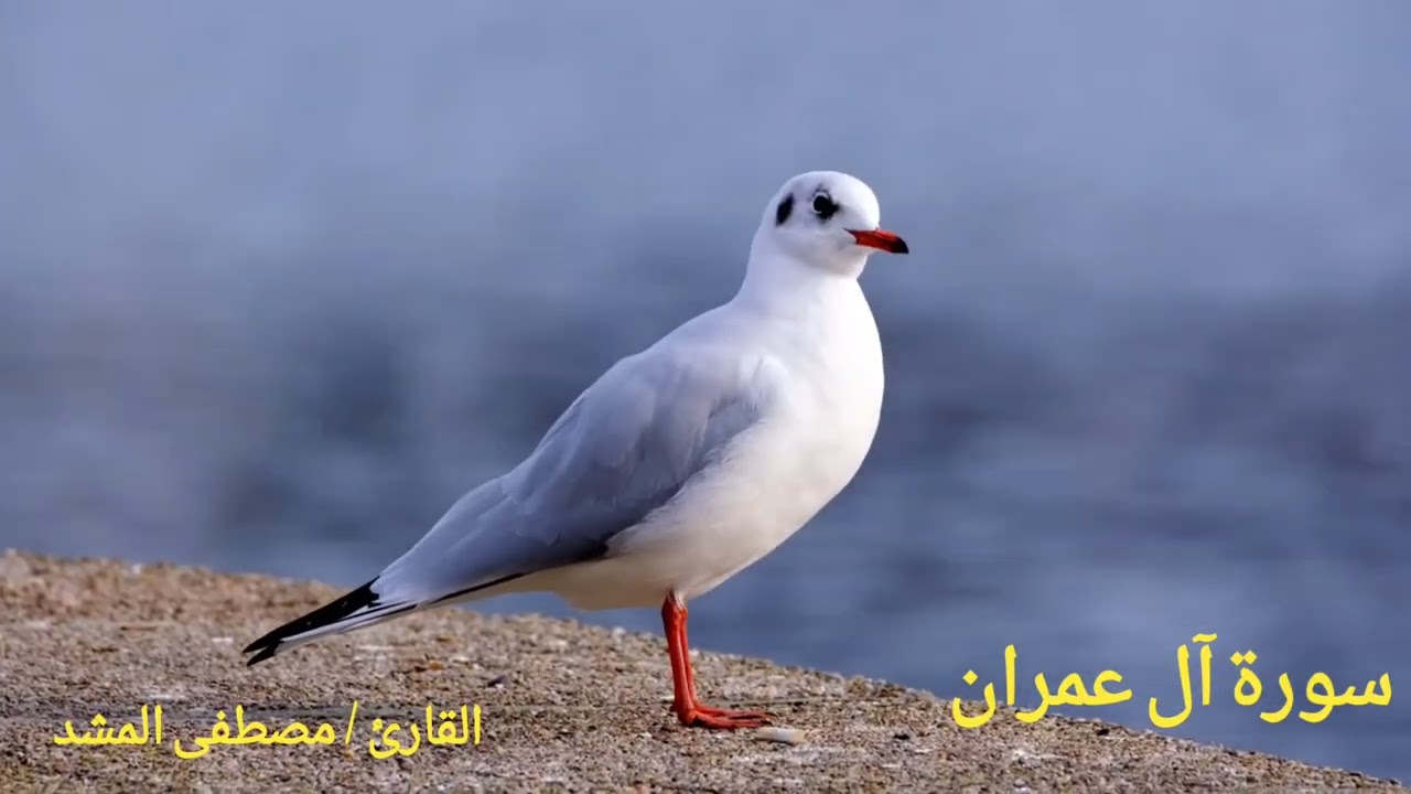سورة آل عمران  القارئ/ مـُصـْطـَفـَى الـمَشَدّ