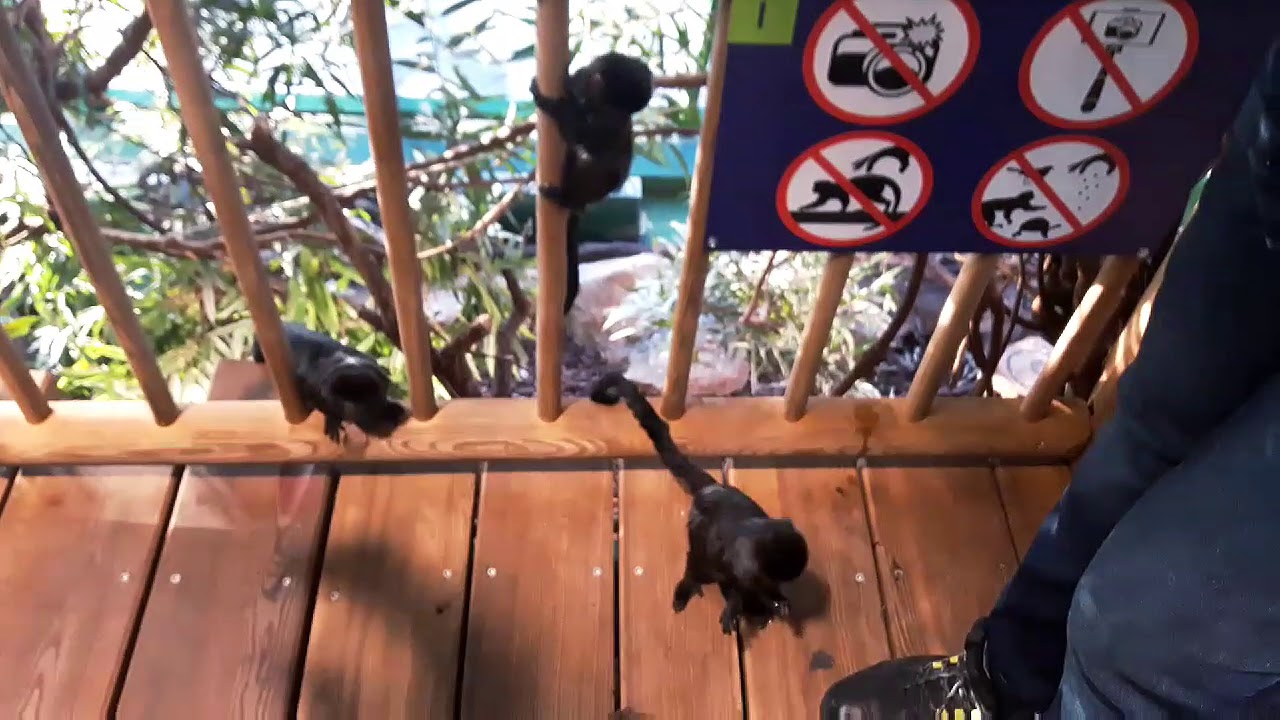Haus des Meeres Vienna -wildlife