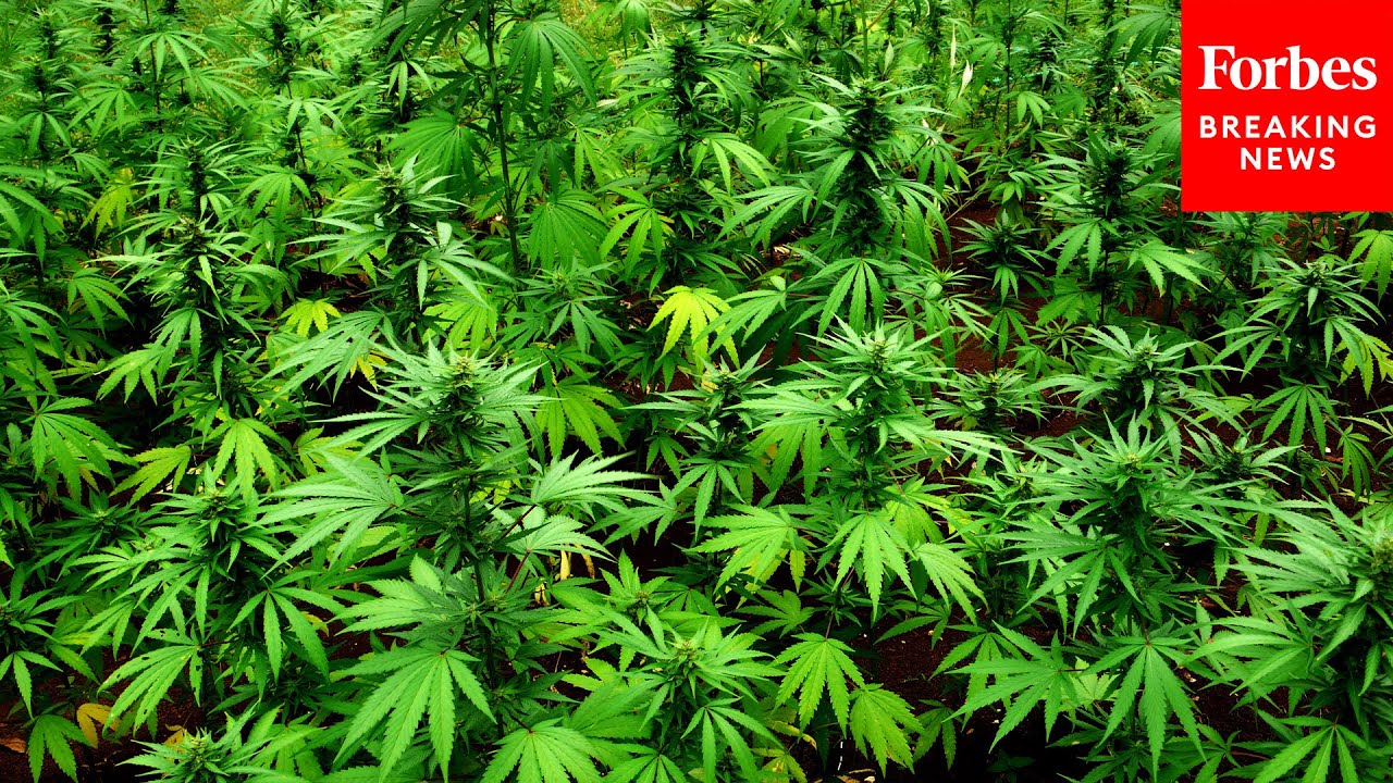 'Would End Decades Of Failed And Unjust Marijuana Policy': Dem Lawmaker Promotes Legalization Bill