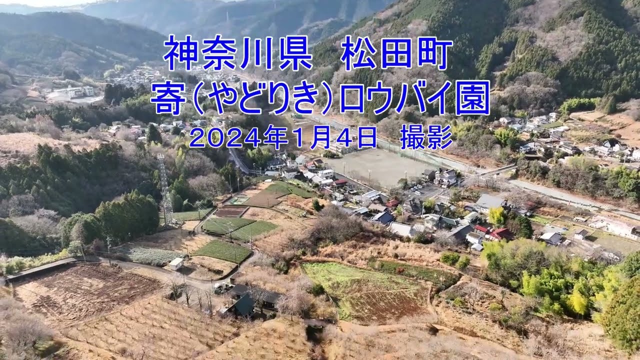 2024年1月4日　神奈川県　松田町　寄ロウバイ園