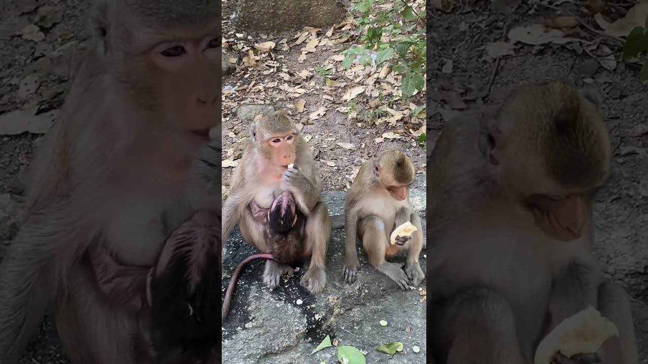 OMG!! What wrong with baby monkey 
