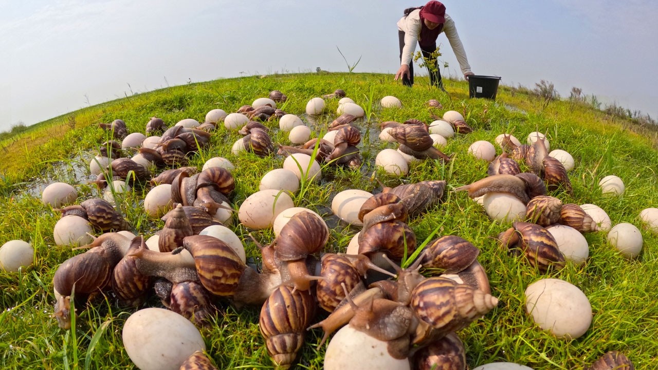 Satisfying Harvest: Collecting Giant Snails and Eggs in the Green Grass