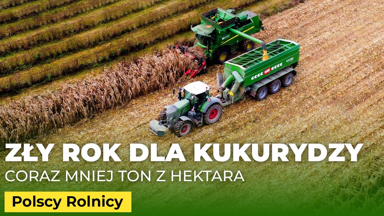 Kukurydza NA ZIARNO, czy to się jeszcze opłaca? | Rolnik Na Czasie