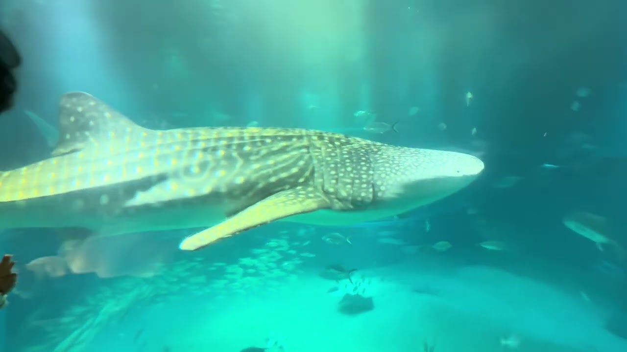 Day 49 A rainy day spent at Osaka Aquarium Kaiyukan 3 March 2026