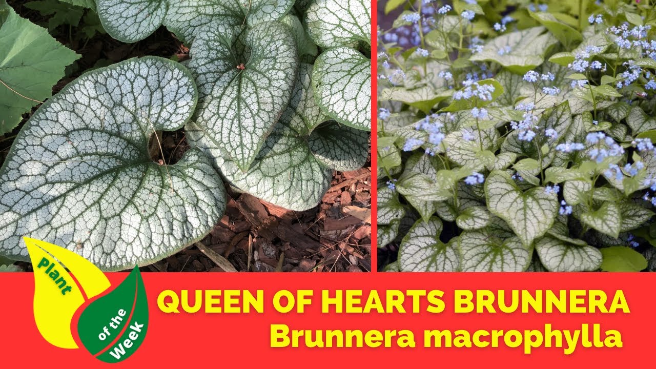 QUEEN OF HEARTS BRUNNERA | Brunnera macrophylla | Inspiration for Your Garden