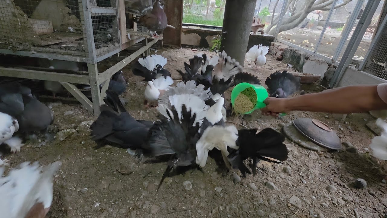 Hungry Pigeons Feeding Together | Peaceful Farm Bird Scene