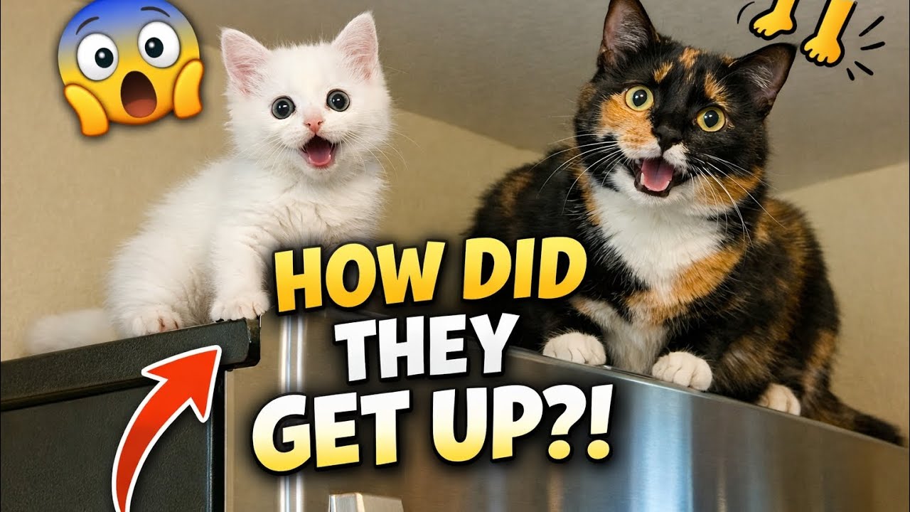 Tiny White Kitten Climbs the Fridge with a Black & Orange Cat 😱🐾 | So Cute!
