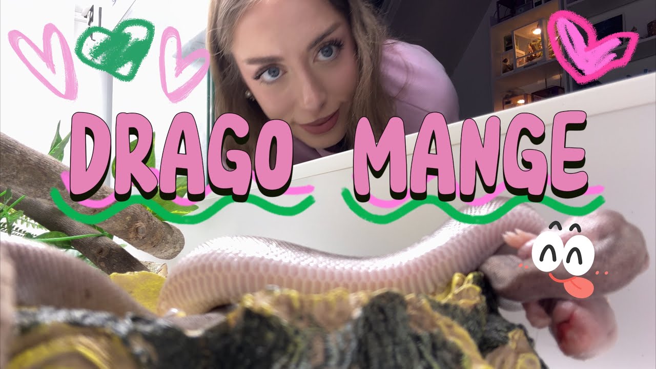 MON PYTHON DRAGO MANGE SON RAT 🐍🐁