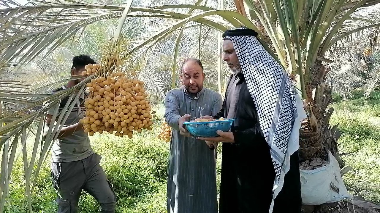 اكبر بساتين نخيل البرحي في محافظة بابل