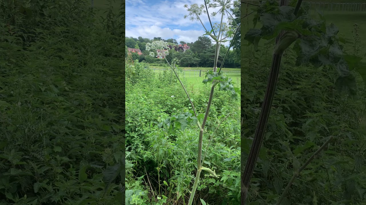 Giant Hogweed VS Common Hogweed