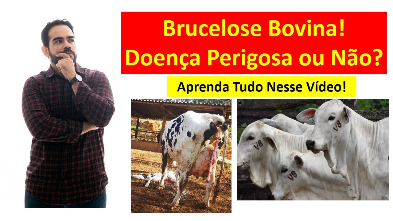 Brucelose Bovina | Aprenda Tudo Sobre Essa Importante Doença!
