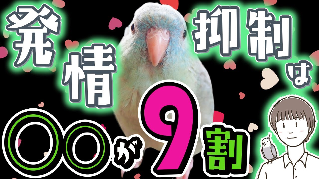 【インコ】飼い鳥の発情〜発情抑制は◯◯が9割〜